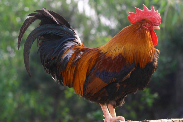 該怎么預防治療腸炎？戳進來