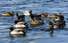 鴨子不停的擺頭，抖震、勾背的病因