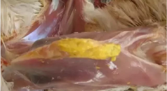 現(xiàn)在青年雞最嚴重的是什么？