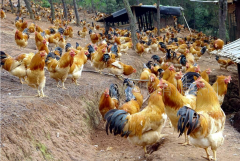 肉雞最頭疼的還是腺肌胃炎，到底該怎么解決？