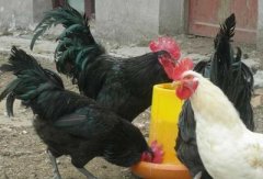 肉雞現(xiàn)在行情還算不錯，可是這個腺肌胃炎出現(xiàn)