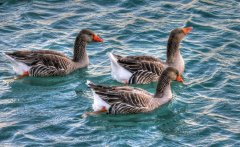 做好冬季鴨子養(yǎng)殖怎么才能多長肉多賣錢？