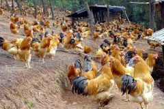 養(yǎng)雞過程中不能做的八件事，養(yǎng)殖戶要記牢！(技