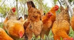 蛋雞產(chǎn)蛋過程中高峰期維持時間較短！有個妙招