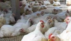 現(xiàn)在這個(gè)季節(jié)肉雞無(wú)法掙到錢(qián)？腺肌胃炎越來(lái)越