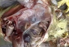 黃病毒在南方各個(gè)地區(qū)多發(fā)，這里帶你了解黃病