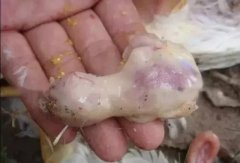 肉雞最頭疼的還是腺肌胃炎，到底該怎么解決？