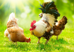 近期接到很多養(yǎng)殖朋友的留言，基本都是呼吸道