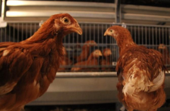 養(yǎng)雞掌握避免溫差出現(xiàn)，雞群遠離呼吸道疾病