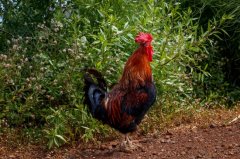 雞腺胃炎跟腸道混感?。夹g(shù)指導(dǎo)）