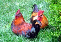 酷熱夏季應(yīng)該如何應(yīng)對雞中暑！