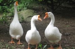 鵝漿膜炎爆發(fā)傷亡非?？?！病毒性，細菌性。