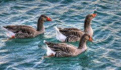 近期番鴨細小病毒并發(fā)！