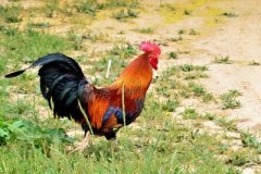 秋天馬上結(jié)束，冬天即將到來(lái)。廣大養(yǎng)雞戶最頭