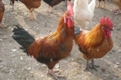 這7點(diǎn)讓你明白什么是腺胃炎！養(yǎng)殖戶趕緊收藏！