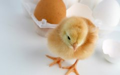 雞為什么會吐水？