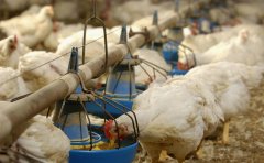 肉雞如何預(yù)防球蟲??？