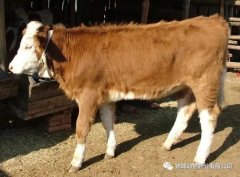 肥牛養(yǎng)殖過(guò)程中存在的問(wèn)題，應(yīng)該如何進(jìn)行解決