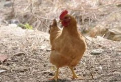 大腸桿菌能引發(fā)哪些疾病？（保存收藏）