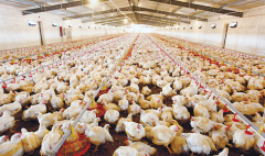 肉雞壞死性腸炎飼料報酬低，整齊度差嚴重影響