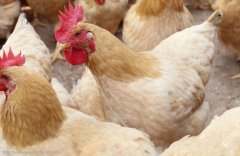 注意，肉雞呼吸道疾病這些聲音信號(hào)！