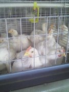 肉雞腺肌胃炎高發(fā)，養(yǎng)雞人認(rèn)真看完這篇文章，