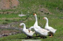 這個階段鵝最怕呼吸道，如果稍不注意，損失就