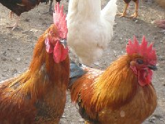 聽說現(xiàn)在球蟲發(fā)病率極高！傷亡也會出現(xiàn)！