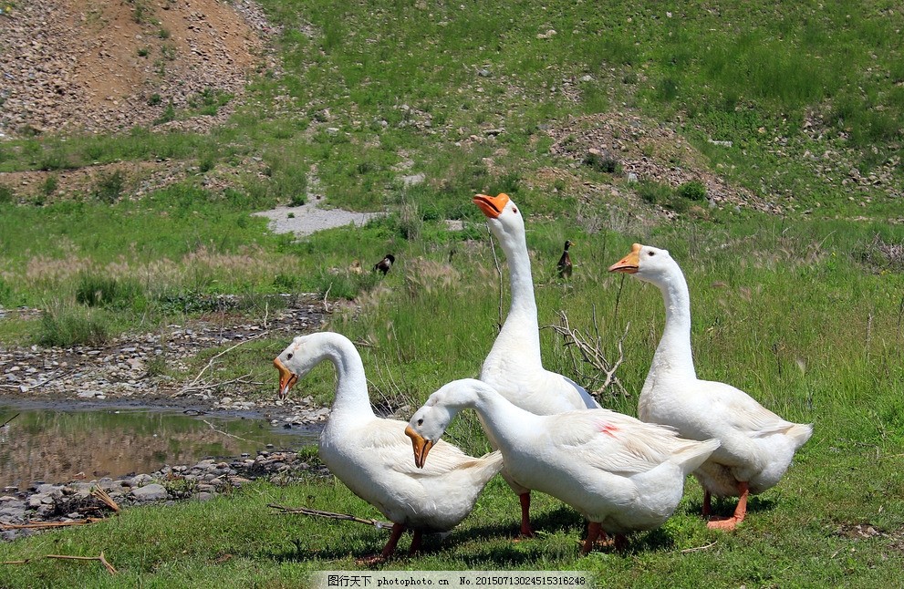 雛鵝為什么會互相啄毛？怎么解決？