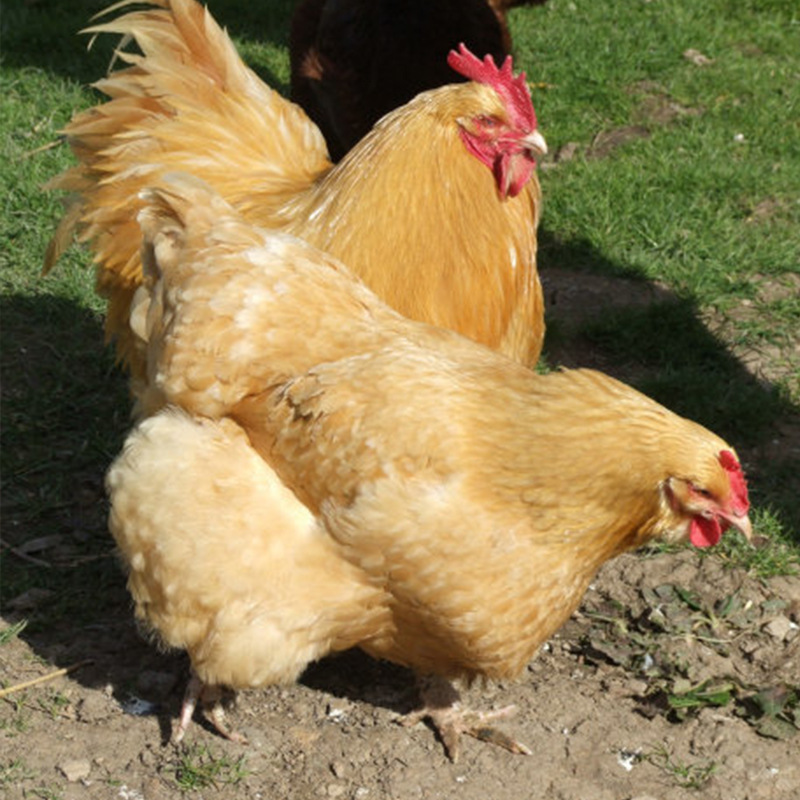 各種雞糞預(yù)示著什么疾病？（疾病技術(shù)）