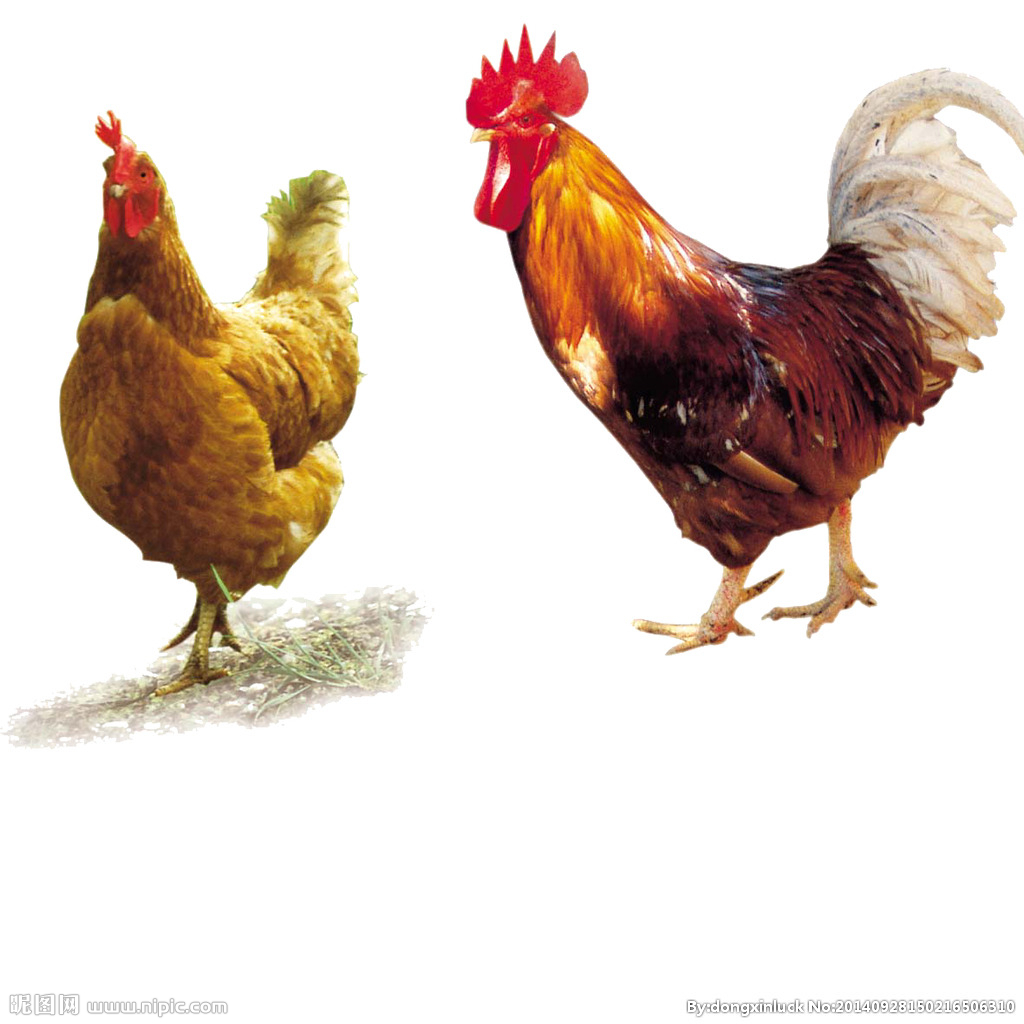  提高肉鴨養(yǎng)殖效益！這八個飼養(yǎng)管理要注意了?。夹g） 